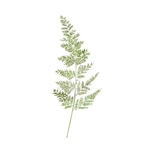 Fern
