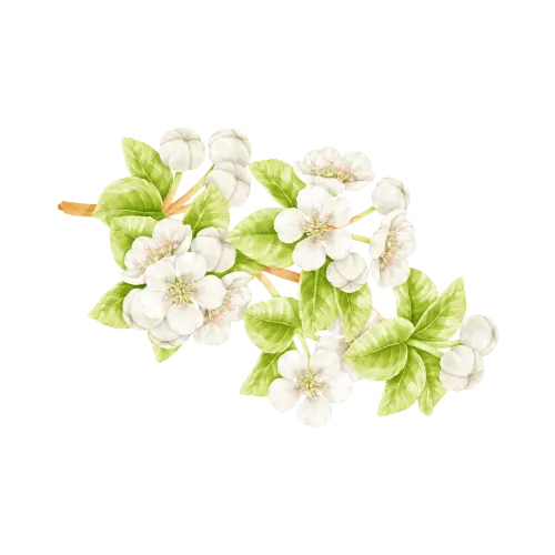 Pear Blossom