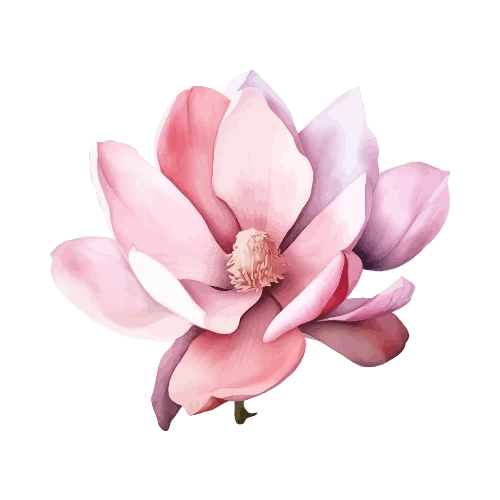 Magnolia
