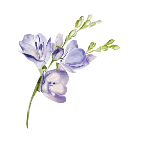 Freesia