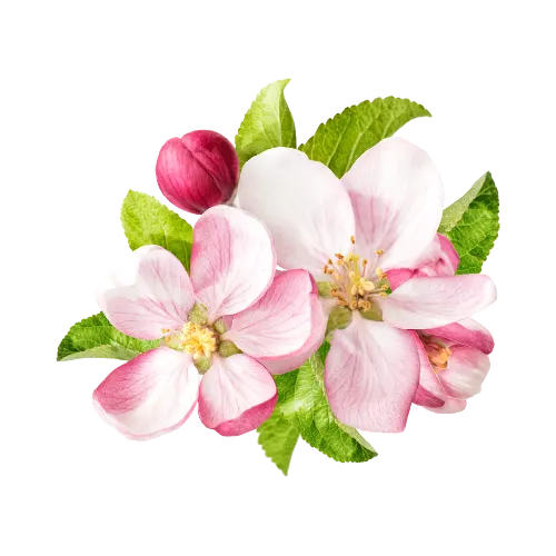 Apple Blossom