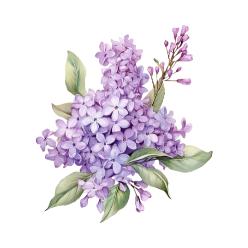 Lilac