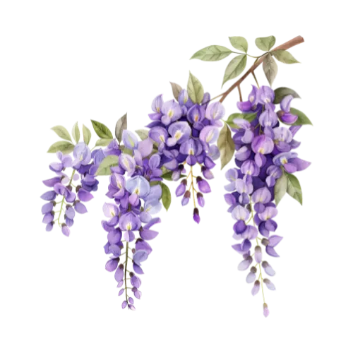 Wisteria