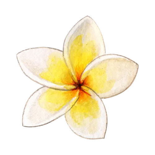 Frangipani