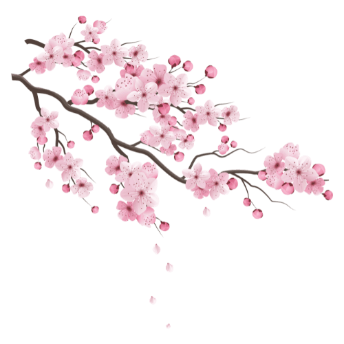 Cherry Blossom