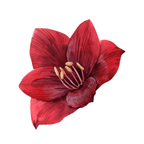 Amaryllis