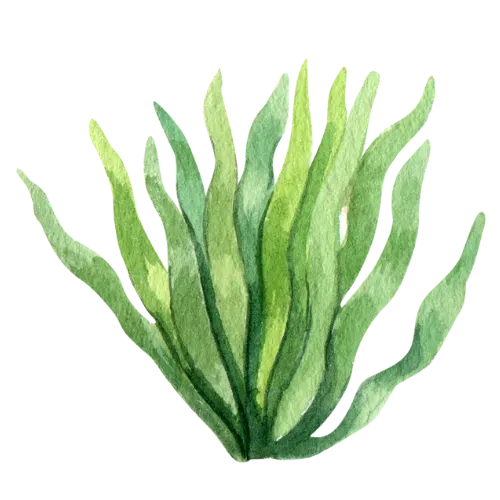 Seaweed
