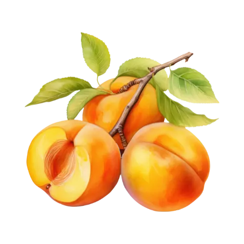 Apricot