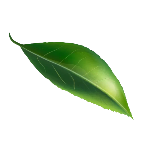 Mandarin Leaf