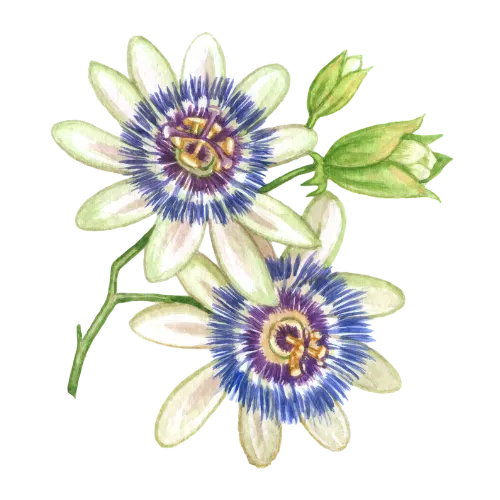 Passion Flower