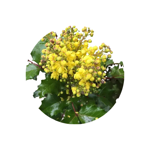Mahonia