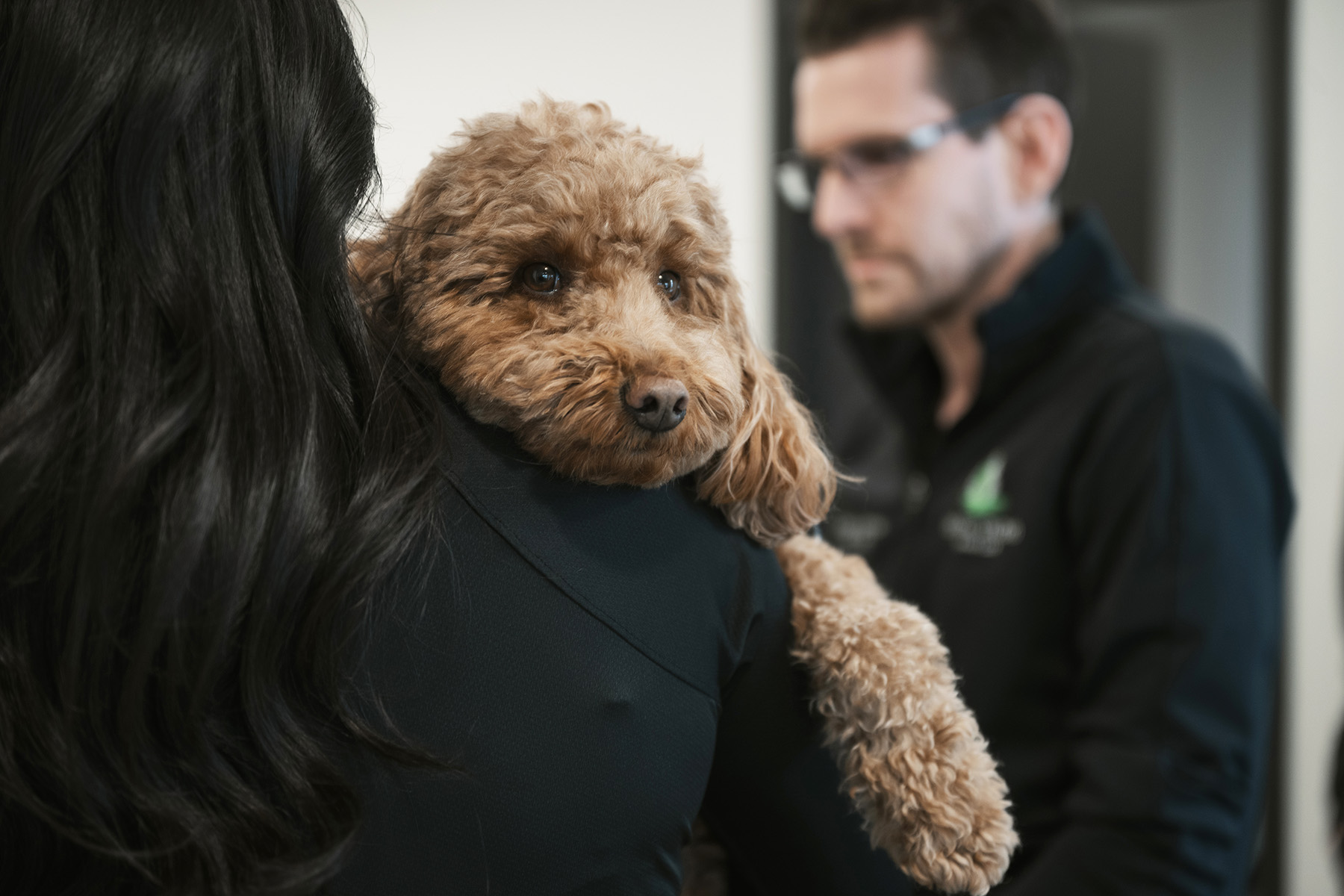 Cute dog being held in dentist office