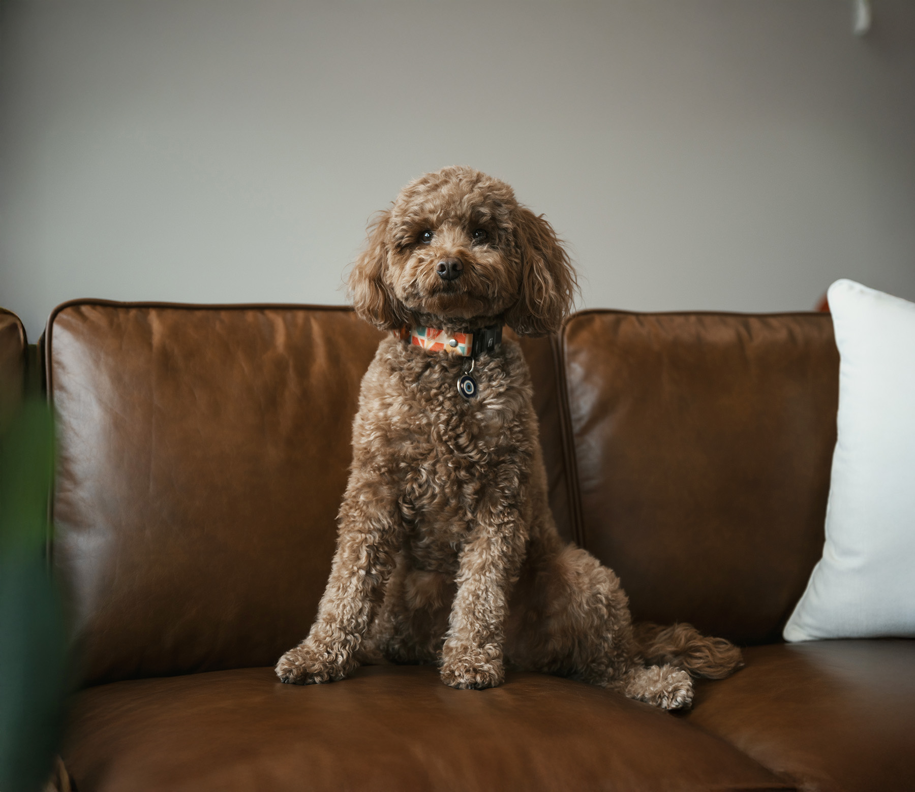 Cute dog sitting on office sofa