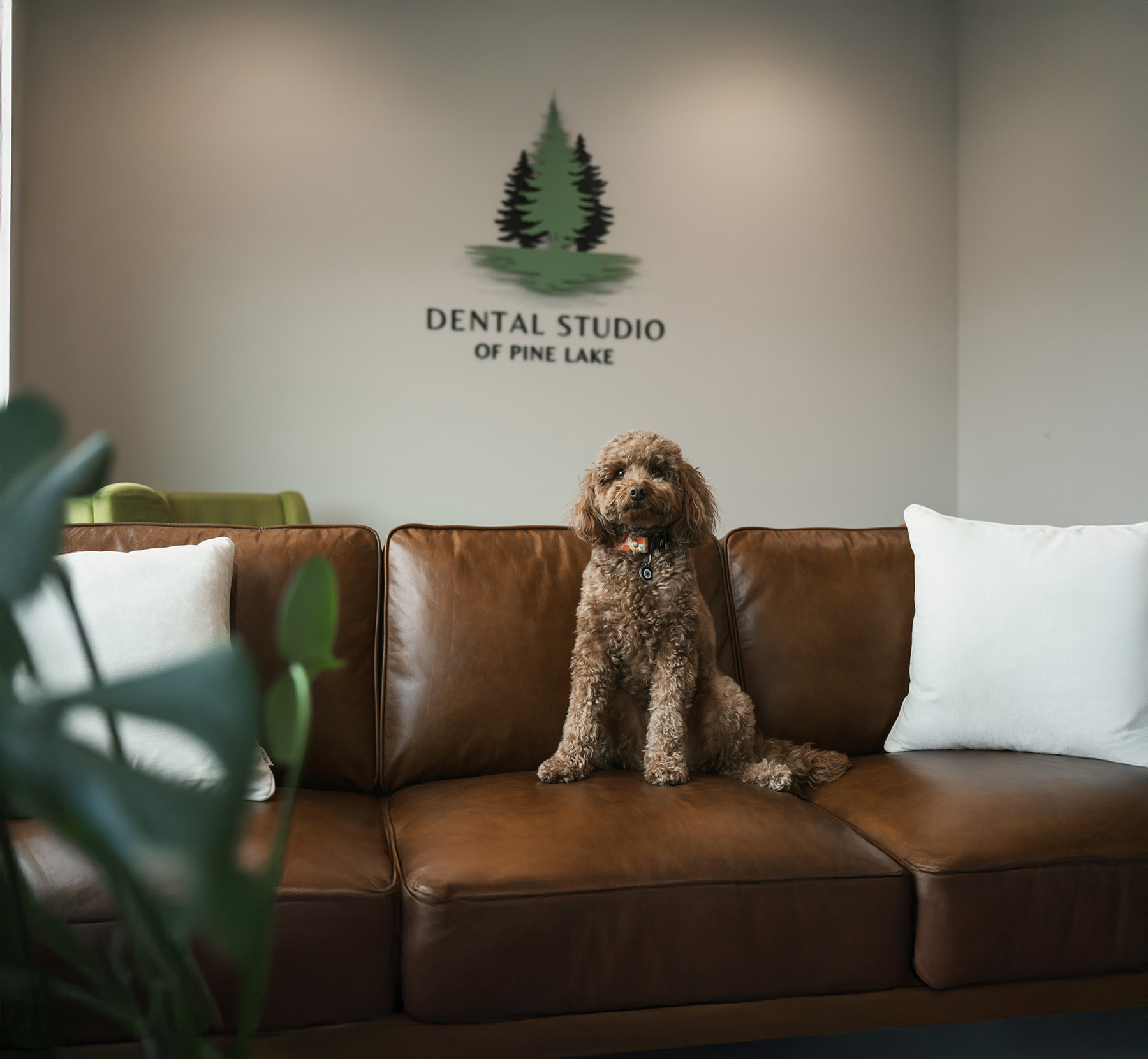 Cute dog sitting on sofa