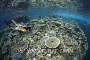 Reef