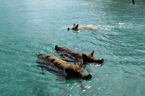 Come meet the swimming pigs at Staniel Key on the Aqua Cat