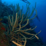 Divers Over Soft Coral