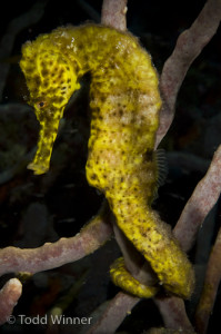 bonaire_seahorse