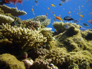 reef