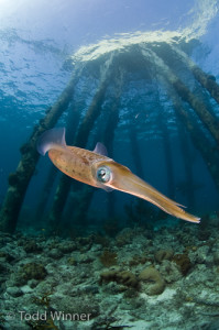 Caribbean Reef Squid, Salt Pier, Bonaire