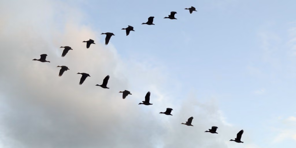 Silhouettes of birds flying in a V formation against a cloudy blue sky.