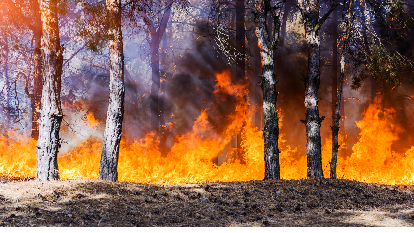 Wildfire Safety and Resilience