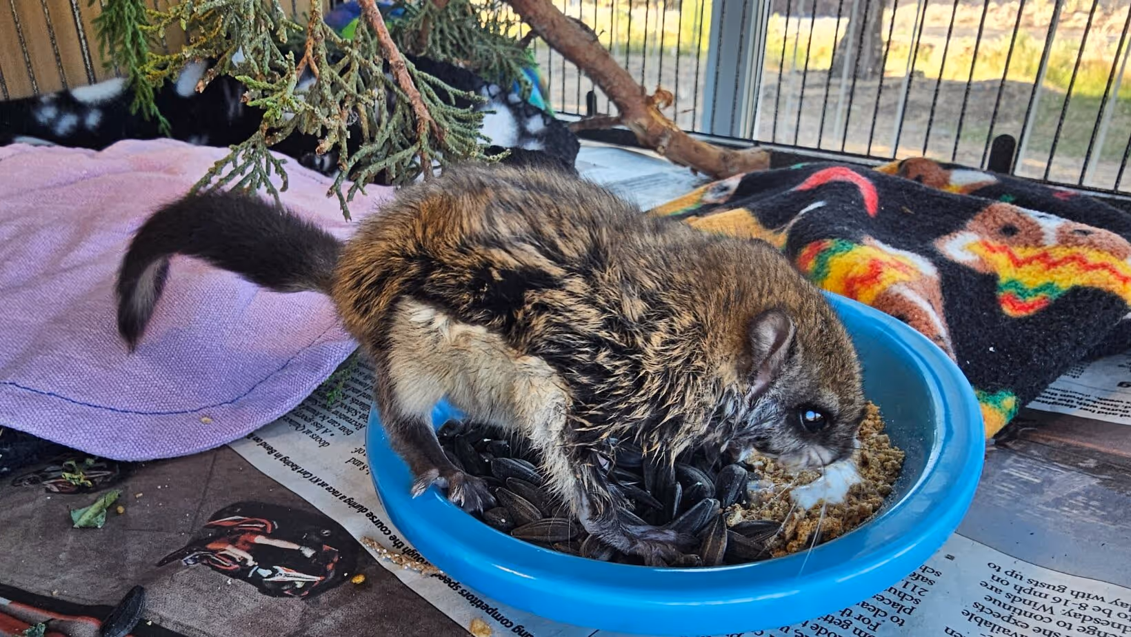 Rare Orphaned Flying Squirrel Rescued by Think Wild