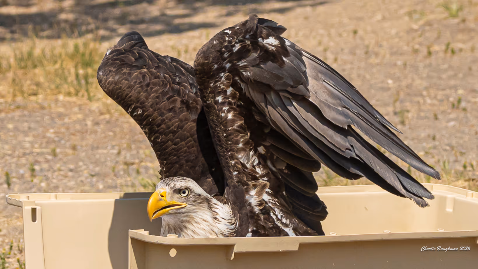 Bald Eagle Released After Recovery from Lead Toxicity