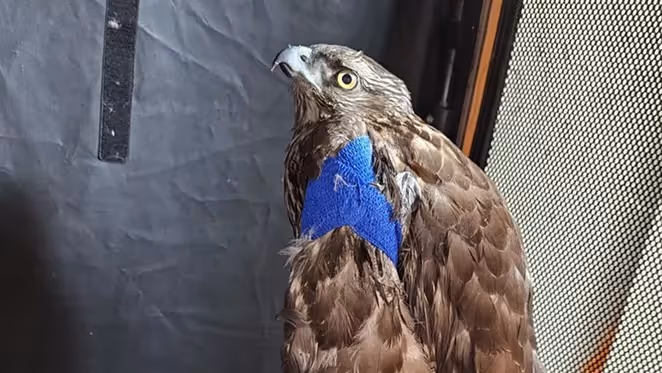 Think Wild Cares for Rare American Goshawk Injured in Chicken Coop