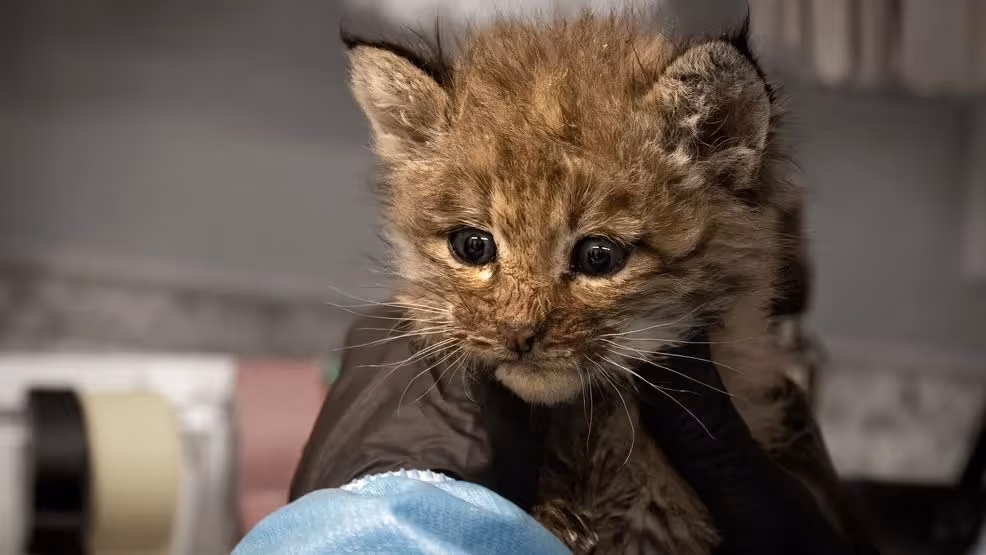 Two Orphaned Bobcat Kittens Being Rehabilitated at Think Wild