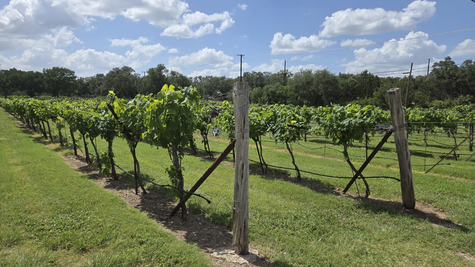 Dry Comal Creek Vineyards