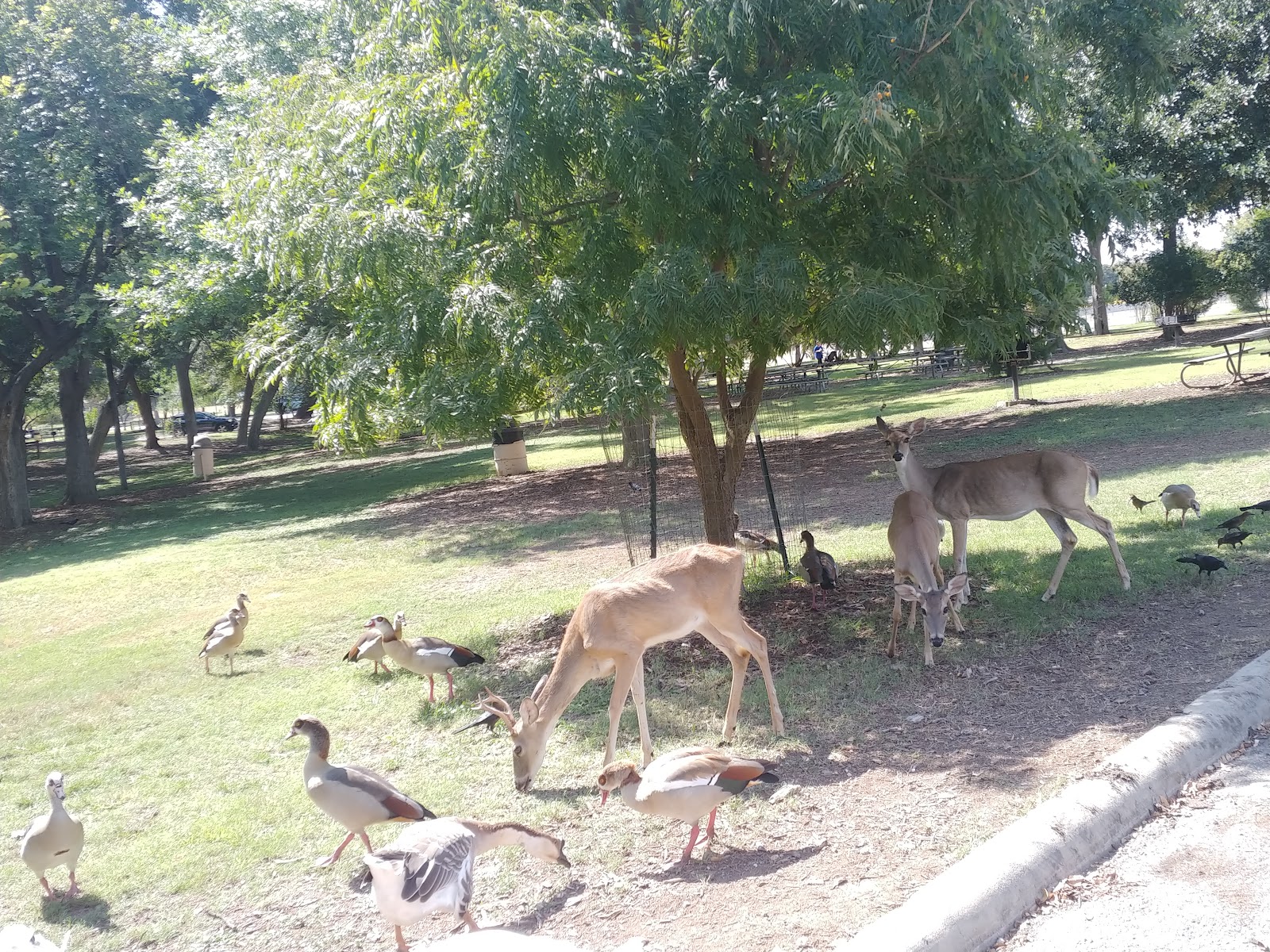 Landa Park