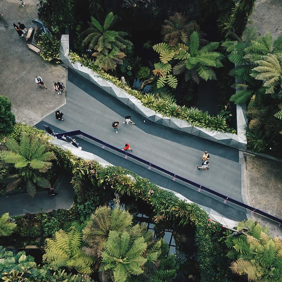 Aerial view of a garden pathway with people walking, surrounded by lush green ferns and plants.