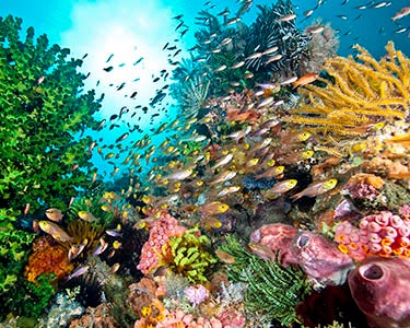 The Next Risk: Biodiversity