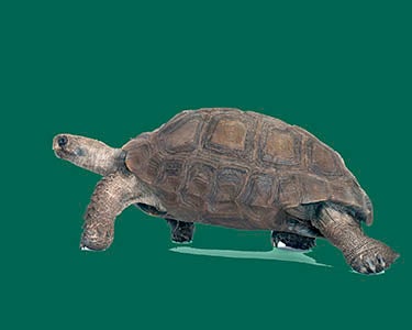 Back to Work—But Slowly