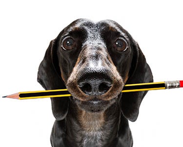 Can Sparky (the Dog) Come to the Office?