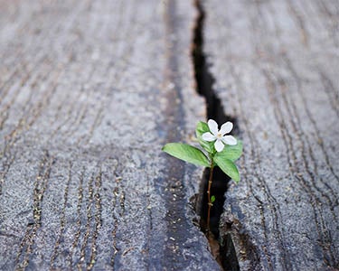 The Case for Hope at Work