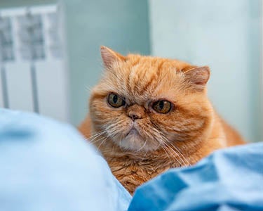 I’m Not Grumpy, You Are