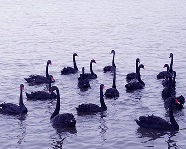 Beware the Black Swans