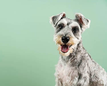 When Fido Comes to Work