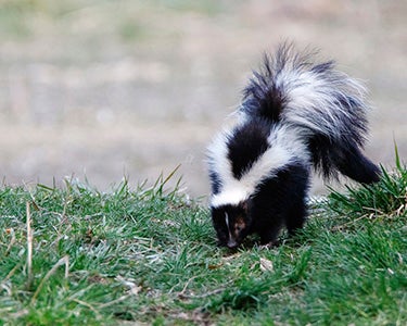 The Scent of Uncertainty