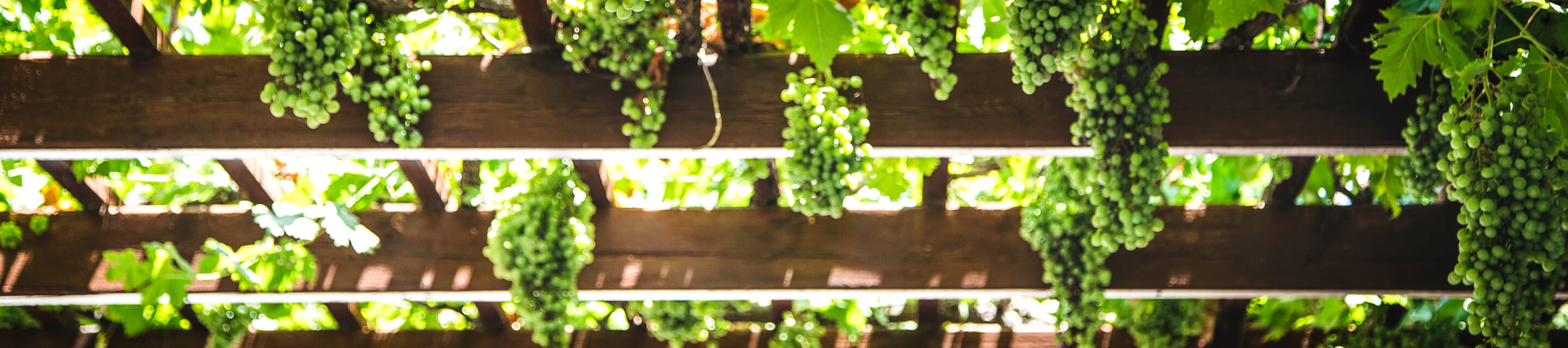 Certificacion en El Korn Ferry Leadership Architect™