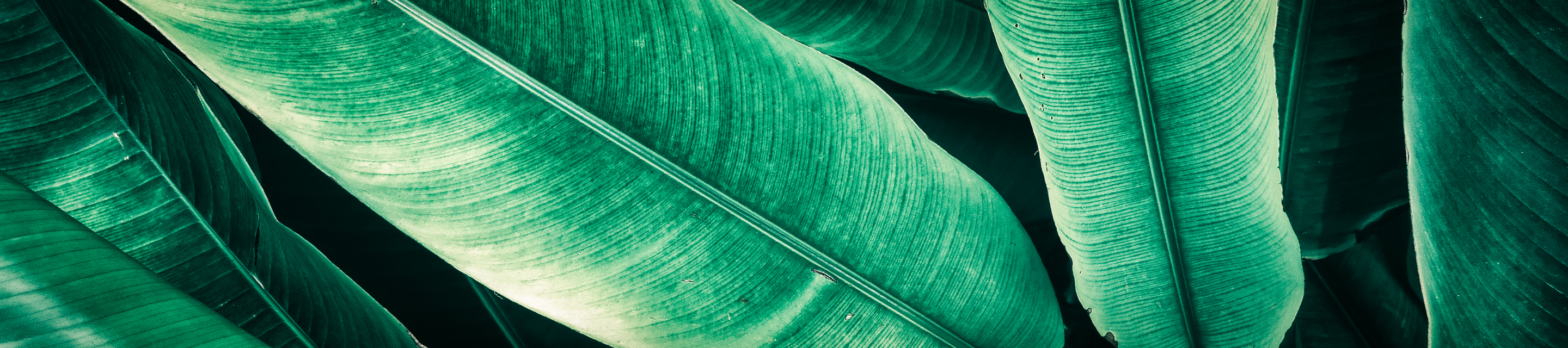 Korn Ferry Leadership Architect™ Certification