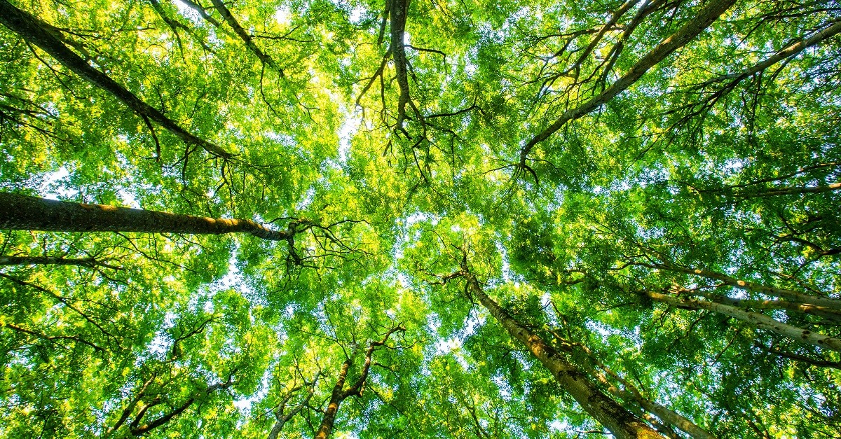 The Role of Leaders in Successful Climate Investment Funds
