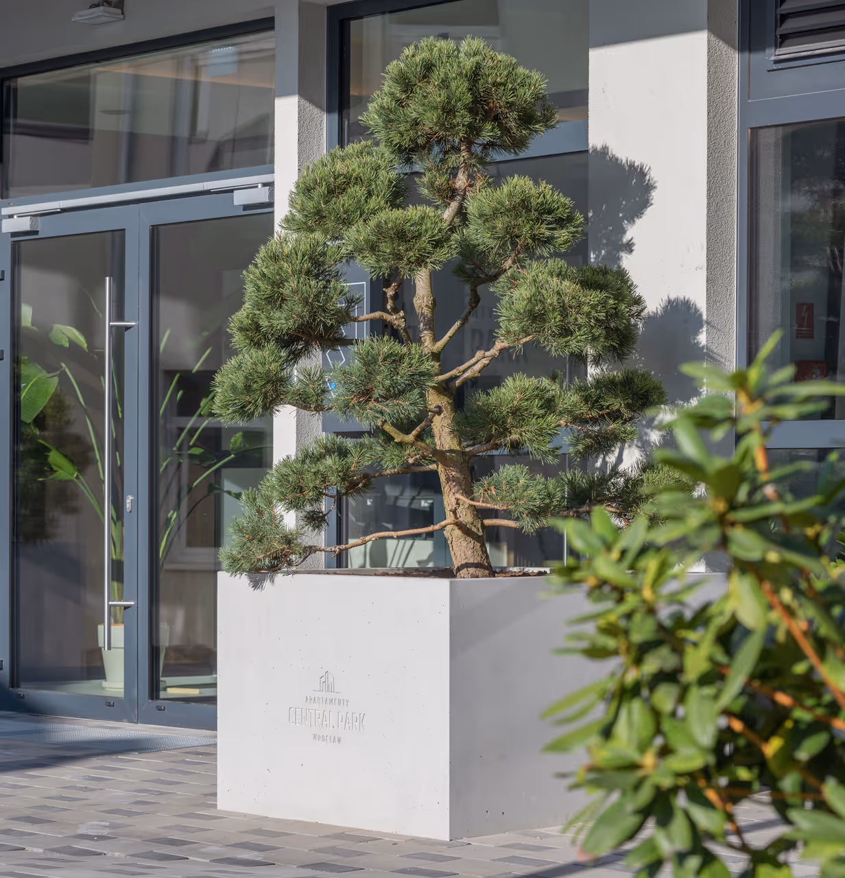 Drzewko bonsai w betonowej donicy przed nowoczesnym budynkiem