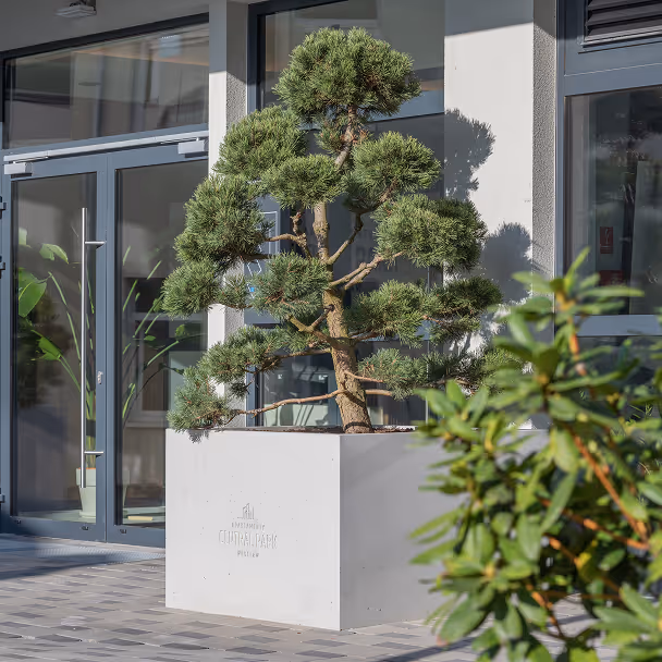 Krzew bonsai w betonowej donicy przed biurowcem