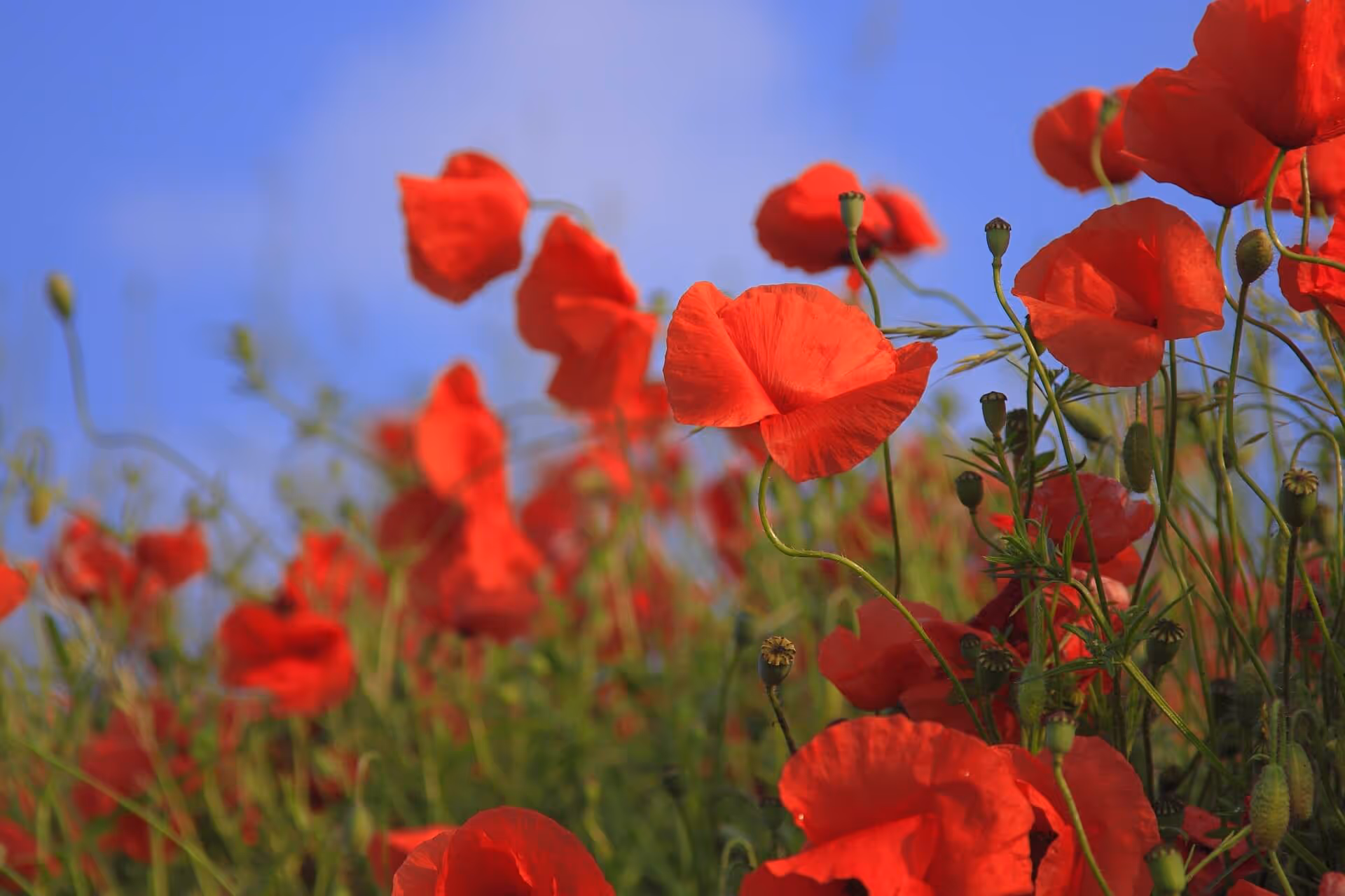 Anzac Day - A day to Remember and Rest