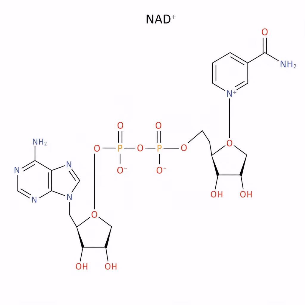 Chemical structure diagram of the NAD+ molecule