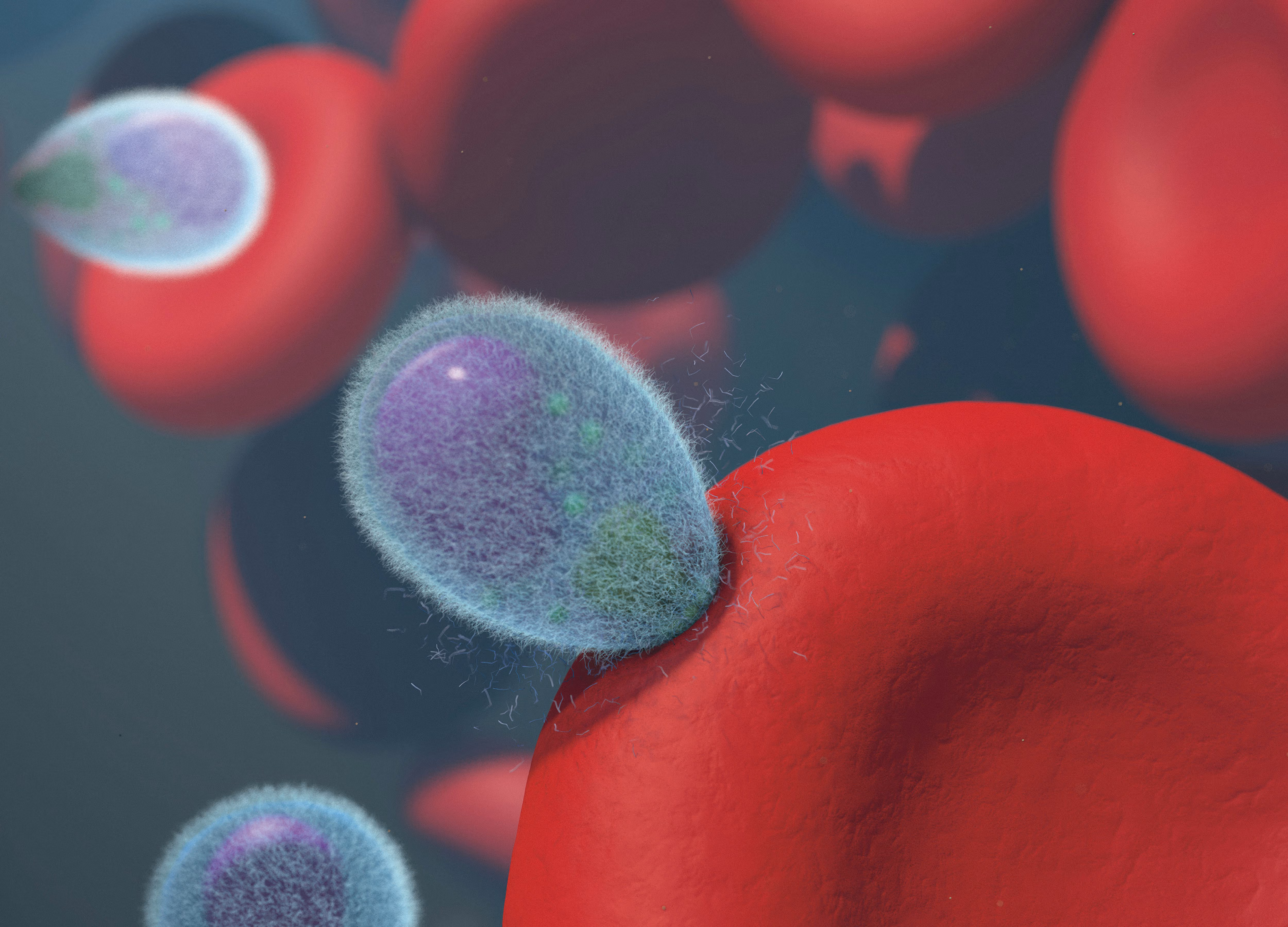 Microscopic illustration of white blood cells moving through the bloodstream among red blood cells