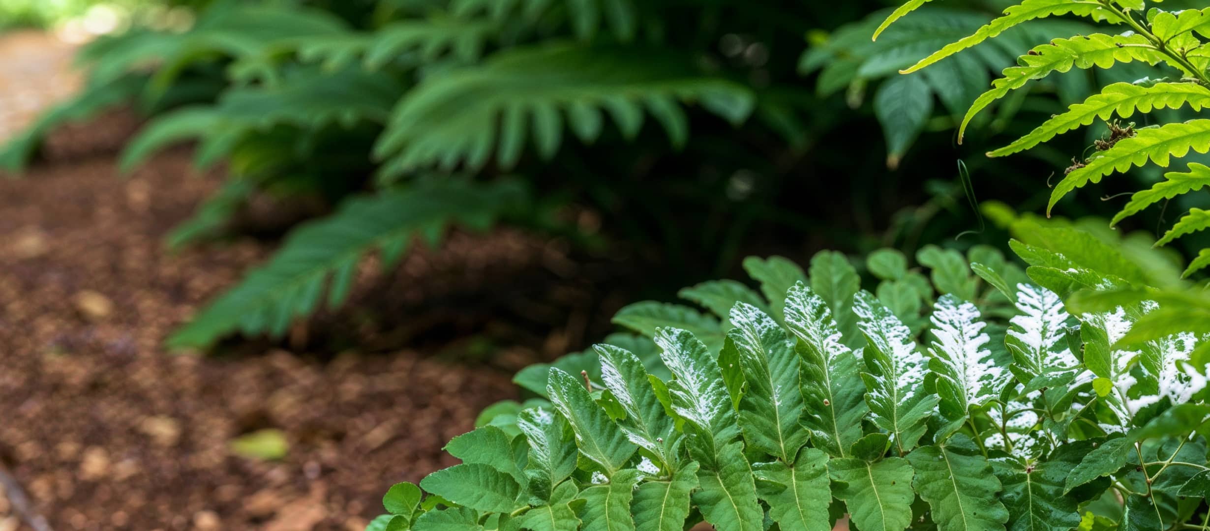10 interesting ideas to steal from Los Angeles, CA gardens